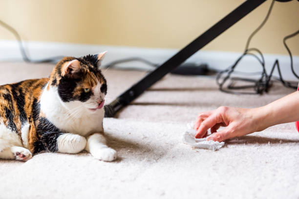 Calico cat face tongue funny humor on carpet inside indoor house home with hairball vomit stain and woman owner cleaning rubbing paper towel on floor Calico cat face tongue funny humor on carpet inside indoor house home with hairball vomit stain and woman owner cleaning rubbing paper towel on floor urine stock pictures, royalty-free photos & images