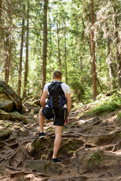 istock Young man with a backpack climbs up a rocky road with roots in the coniferous forest 1190285881