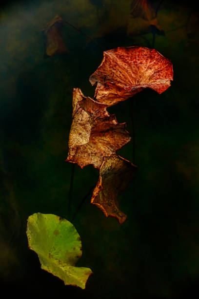 istock Autumn lotus field 1190294150