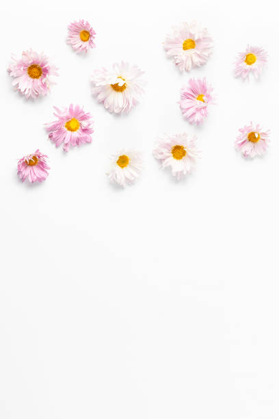 istock floral pattern. beautiful pink chrysanthemum flowers on white background. flat lay, copy space, vertical frame 1190295172