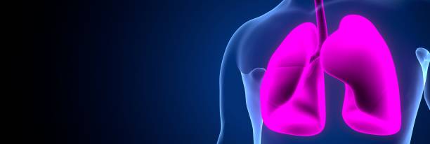 istock 3d rendered medically accurate illustration of the lung 1190296305