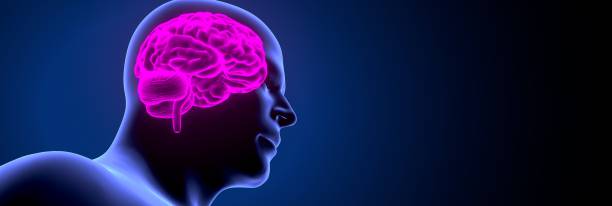 istock 3d render of human body brain anatomy 1190296428