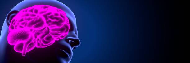 istock 3d render of human body brain anatomy 1190296438