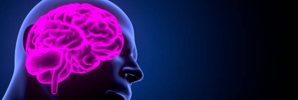 istock 3d render of human body brain anatomy 1190296446