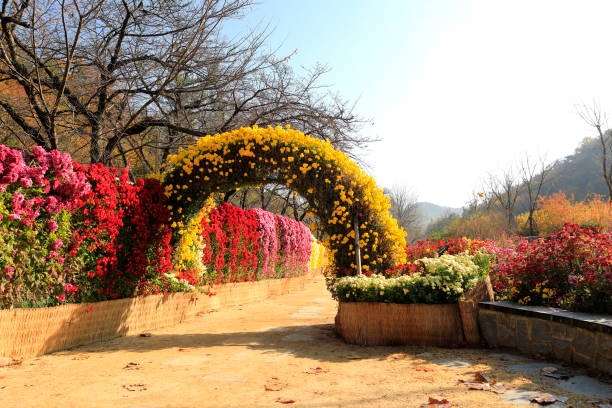 the beautiful chrysanthemums of autumn