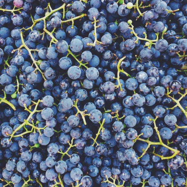A bunch of freshly harvested concord grapes.