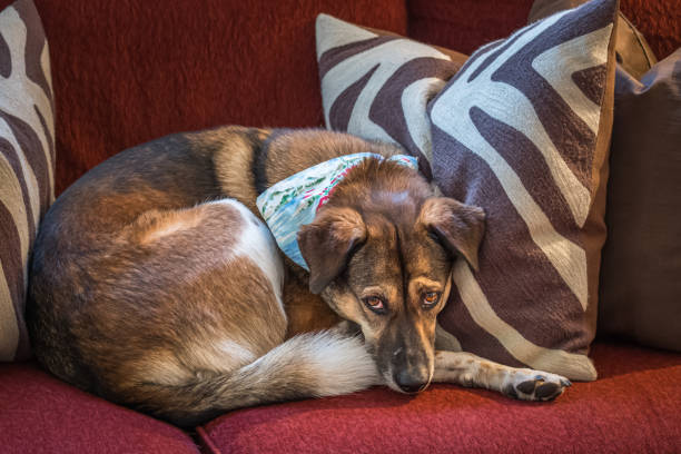 A defiant, disobedient brown dog is lying on a red couch
