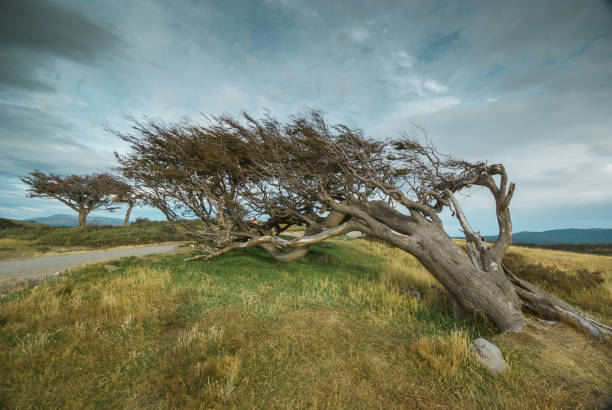 southern beech trees.ushuaia - bandera imagens e fotografias de stock