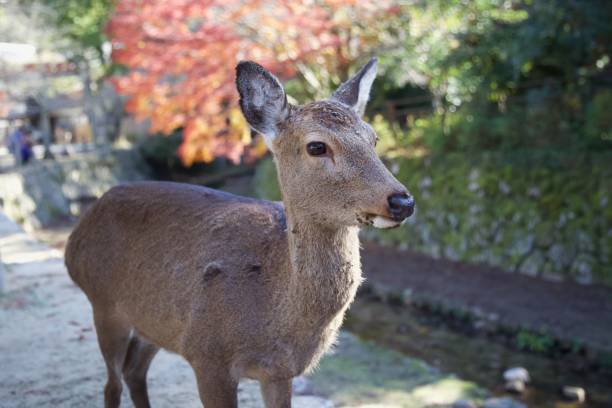istock A Miyajima Island Deer in Hiroshima, Japan 1190301511