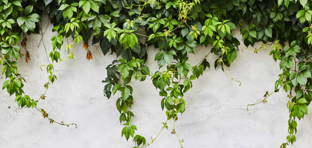 istock The Green Creeper Plant on a wall. Background 1190302301