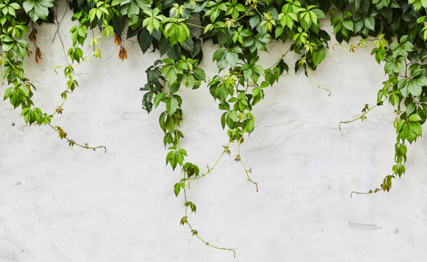 istock The Green Creeper Plant on a wall. Background 1190302641