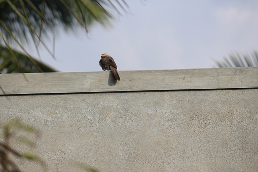 One of the beautiful bird perches on a building. Eyes of this bird is so small and intense. Disturbed grey feathers.