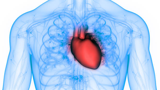 istock Human Circulatory System Heart Anatomy 1190305358