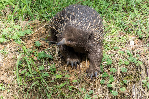 istock Short-beaked Echidna (Tachyglossus aculeatus) with fly on its nose 1190309853