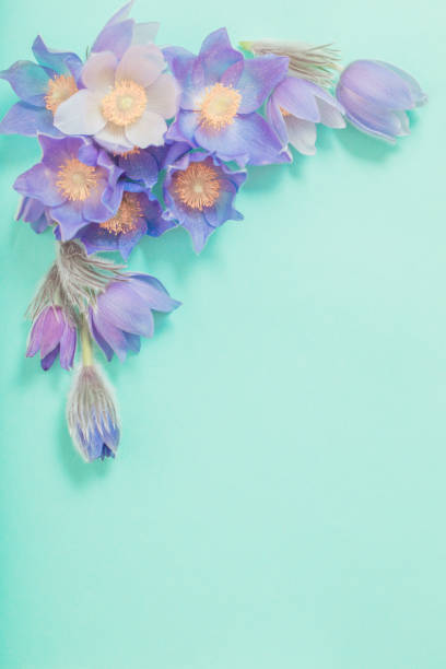 istock Spring violet flowers on  green paper  background 1190309887