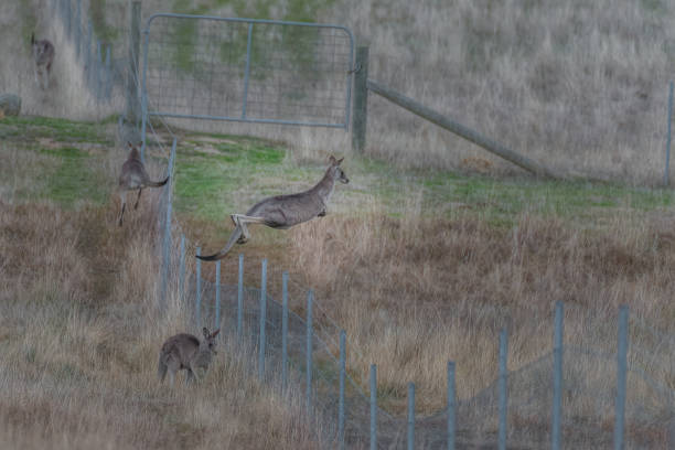 Kangaroos disturbed by something caused them to hop along the fence line