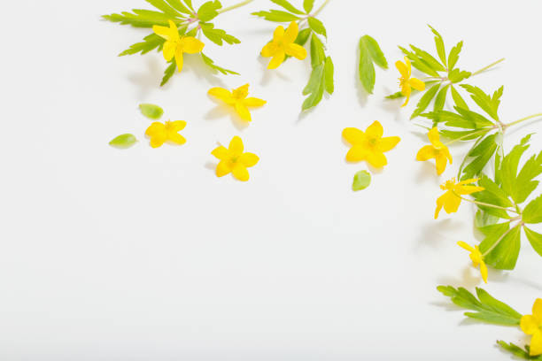 istock anemone buttercup spring flowers on white background 1190309912