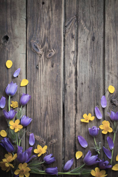 весенние фиолетовые и желтые цветы на старом деревянном фоне - yellow wood anemone стоковые фото и изображения