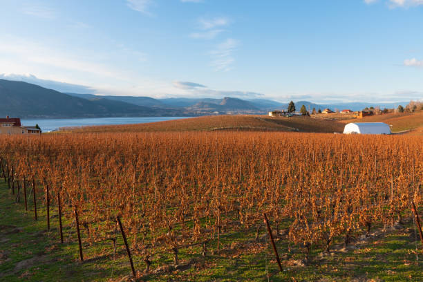 vista de viñedo, hierba verde, lago okanagan, montañas, cielo azul en noviembre - okanagan penticton lake okanagan lake fotografías e imágenes de stock