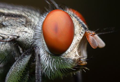 Ultra close-up of fly with bright red eyes on the green leaf