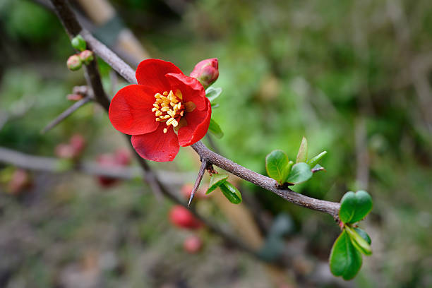 flowering pigwa (chaenomeles x superba) — odmiana uprawna "crimson i gold” - 4729 zdjęcia i obrazy z banku zdjęć