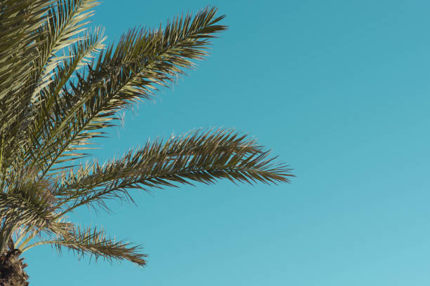 istock Palm leaves with the sky in the background 1190320786