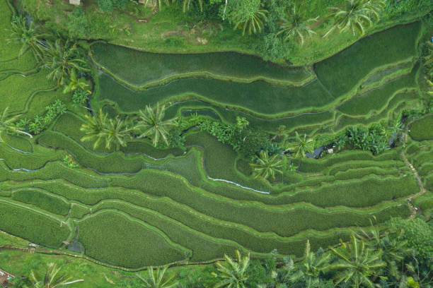 istock Drone view of stunning rice terraces in Bali 1190320813