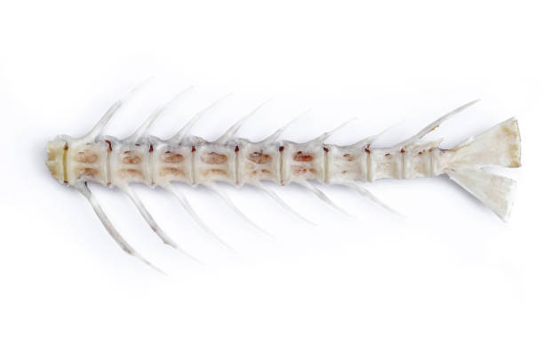 istock Fish skeleton on a white background, fishbone, clip art fish skeleton, dead fish 1190320911