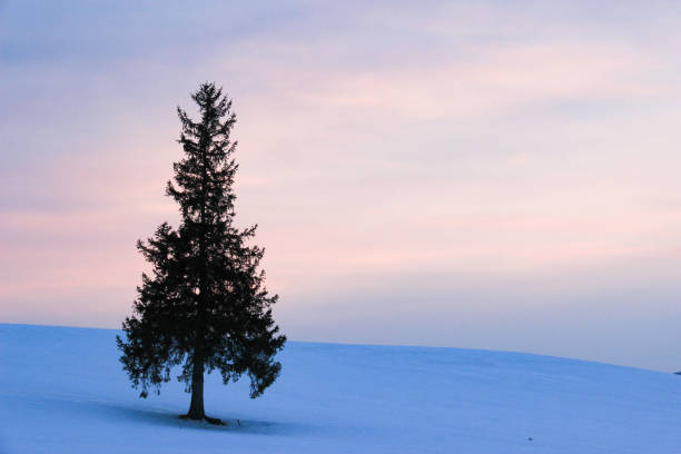 istock Pine trees standing in a snowy field in Biei 1190321736