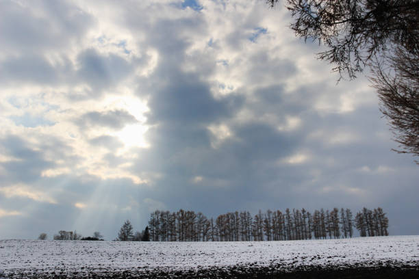 Agricultural fields with lonely trees, Tuscan hills