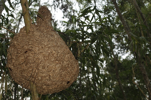 Termite nest on Eucalyptus tree, background with copy space, full frame horizontal composition