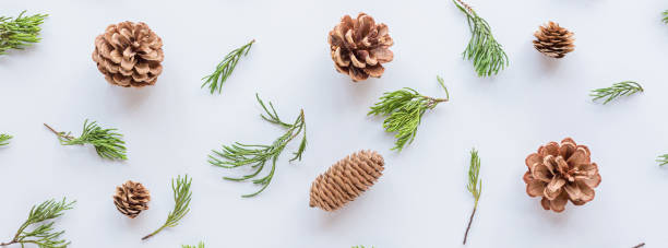 istock Christmas composition with cones and fir branches on white. new year concept. Greeting card, winter holidays, xmas celebration 2020. Flat lay, top view, copy space, mockup, template 1190326367