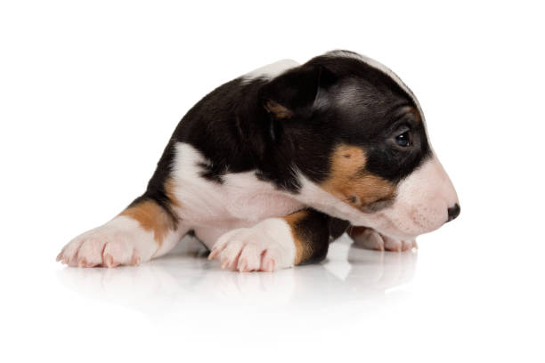 istock Nice Miniature Bull Terrier puppy lying on a white background 1190327467