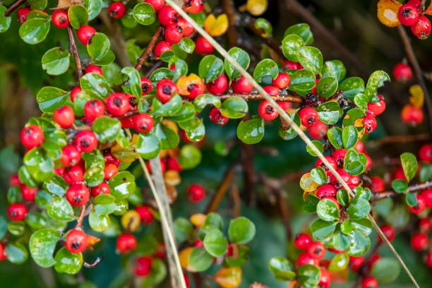 istock close up rockspray cotoneaster plants in nature 1190327663