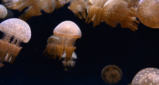 istock Jellyfish in the dark sea 1190327780