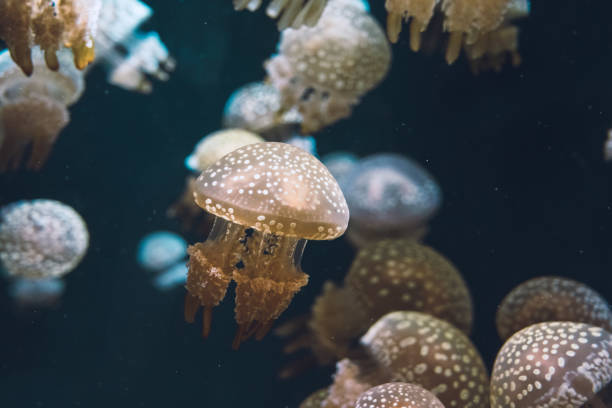 istock Jellyfish in the dark sea 1190328291