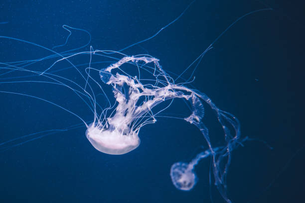 istock Colorful jellyfish in the deep blue sea 1190328324
