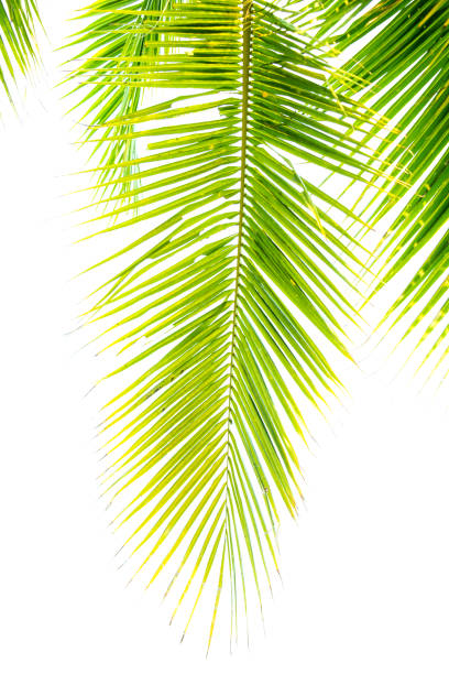 istock Detail of coconut trees leaf isolated on white background 1190329576