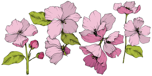 Vector Appe blossom floral botanical flowers. Pink and green engraved ink art. Wild spring leaf. Isolated apple blossom flower illustration element.