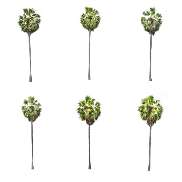 Betel palm tree isolated on white background.
