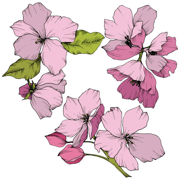 wektor appe kwitnie kwiatowe kwiaty. różowa i zielona grawerowana sztuka atramentu. izolowany kwiat kwiatu jabłoni element ilustracji. - lace pink white black stock illustrations