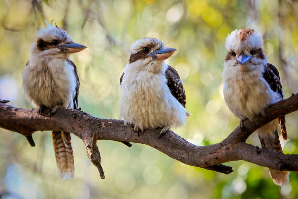 istock Laughing Kookaburra family(Dacelo novaeguineae) 1190329905