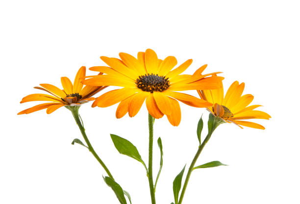 istock Osteosperumum Flower Daisy Isolated on White Background. 1190329934