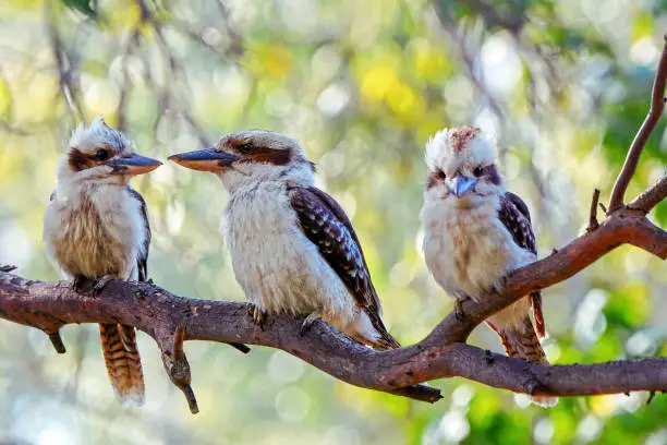 Australian native Laughing Kookaburra family of three perched on a branch