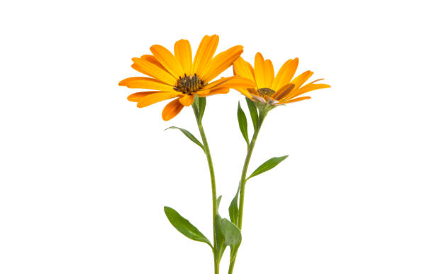 istock Osteosperumum Flower Daisy Isolated on White Background. 1190329955