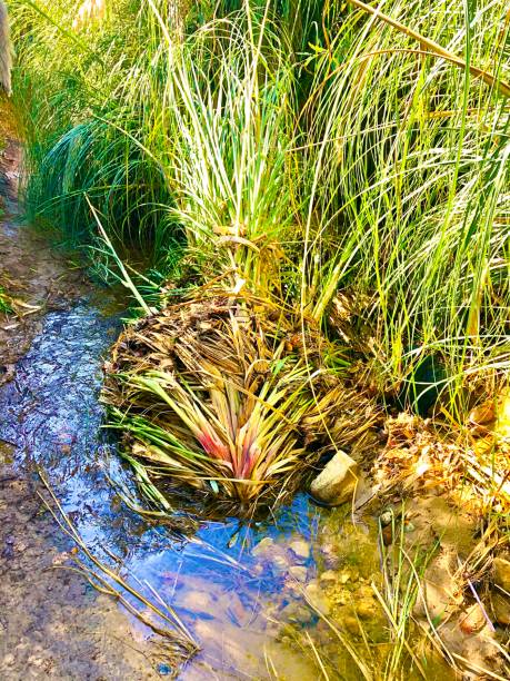 istock Palm tree in water, Ho Chi Minh Trail 1190332209