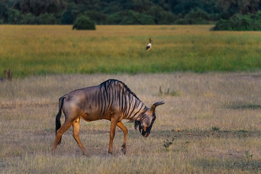 single wildebeest standing in the zambian grassland
