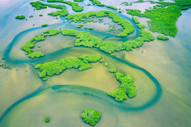 mangrovie senegalesi. veduta aerea della foresta di mangrovie nel parco nazionale del delta del saloum, joal fadiout, senegal. foto fatta da drone dall'alto. paesaggio naturale dell'africa. - river aerial view delta rainforest foto e immagini stock