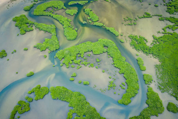 senegal mangroves. aerial view of mangrove forest in the  saloum delta national park, joal fadiout, senegal. photo made by drone from above. africa natural landscape. - river aerial view delta rainforest imagens e fotografias de stock