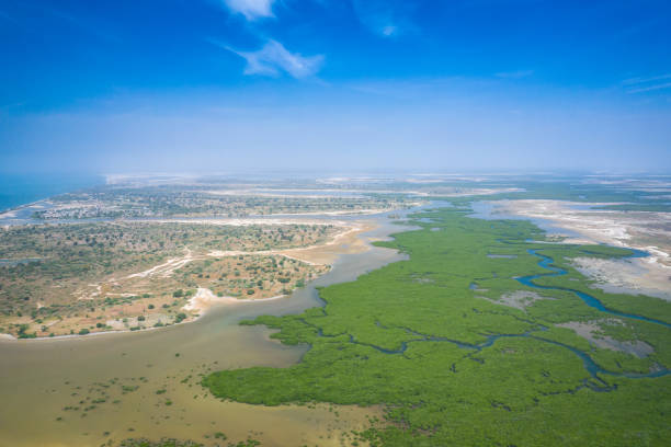 senegal mangrovie. vista aerea della foresta di mangrovie nel parco nazionale del delta del saloum, joal fadiout, senegal. foto fatta da drone dall'alto. africa paesaggio naturale. - river aerial view delta rainforest foto e immagini stock